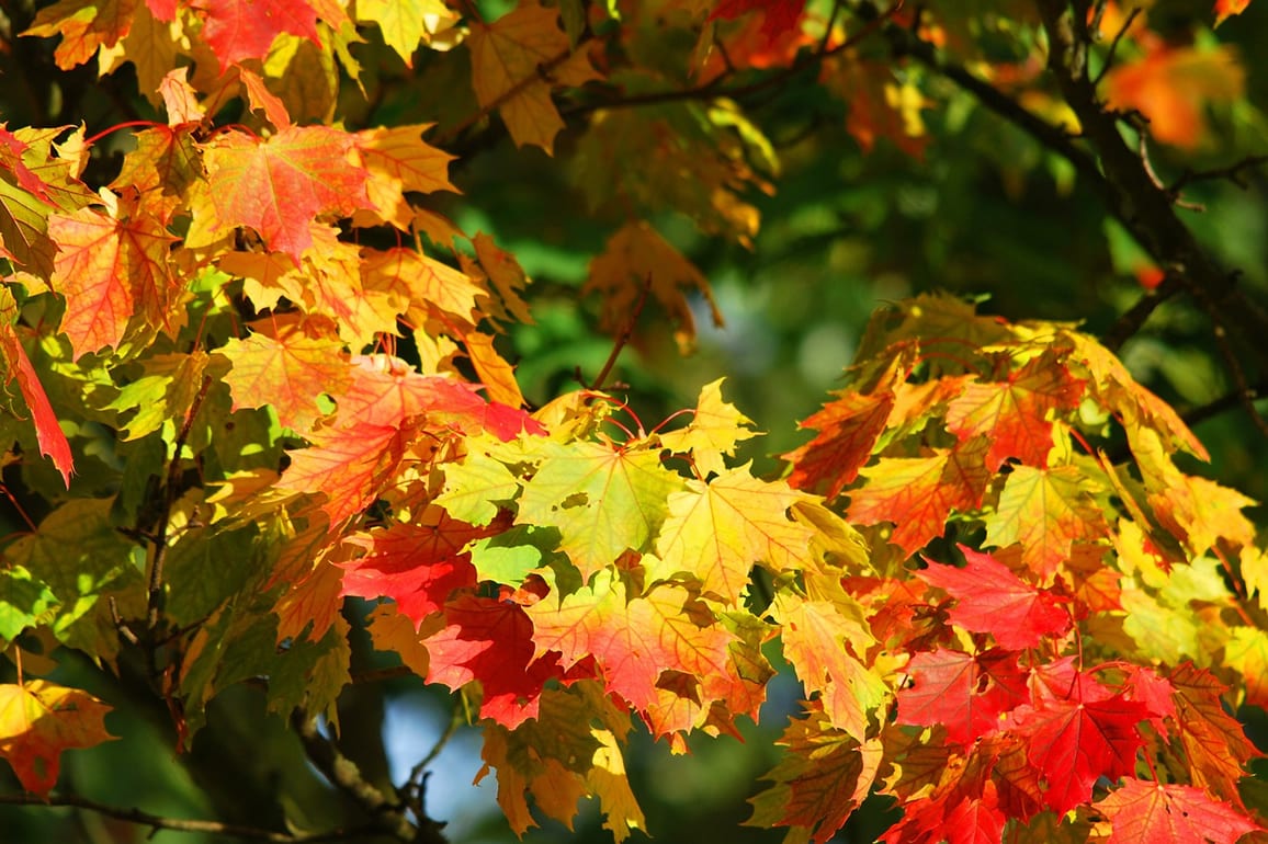 Inspiration for your Autumn Garden