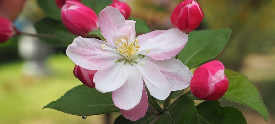 Jordan's Top Tips for your May Garden