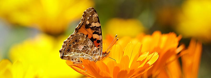 Jordan's Top Tips for July