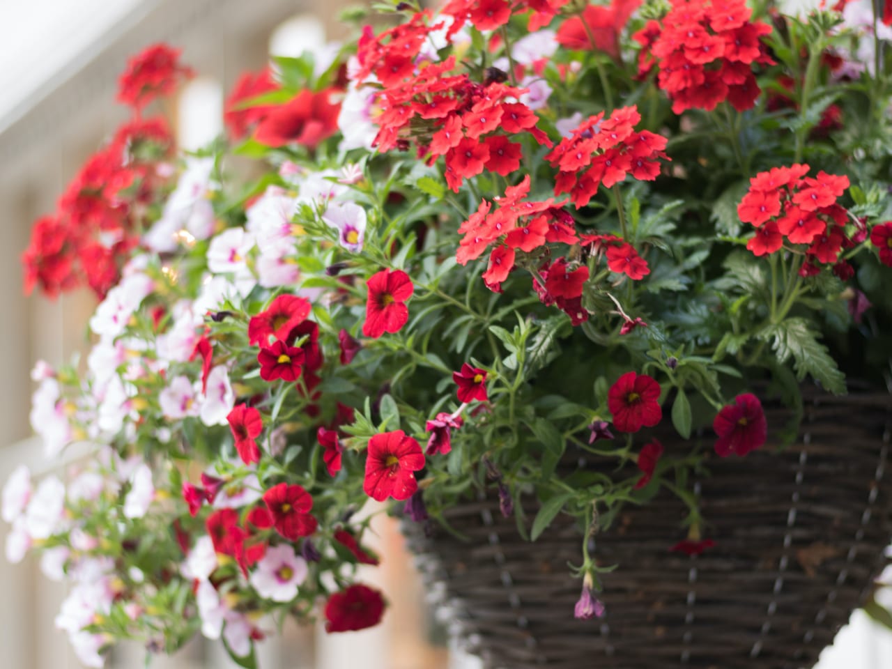 Hanging Baskets Made To Order Singletons Nurseries