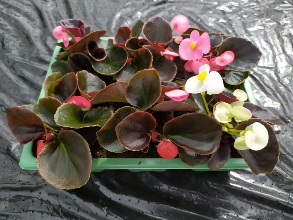 Begonia Mixed 6 Pack Bedding West Midlands Singletons Nurseries