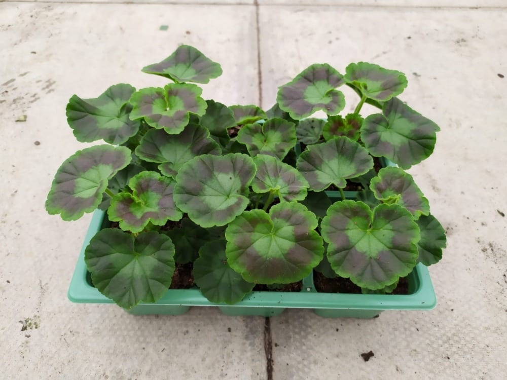 Geranium 6 Pack Bedding West Midlands | Singletons Nurseries, Bromsgrove