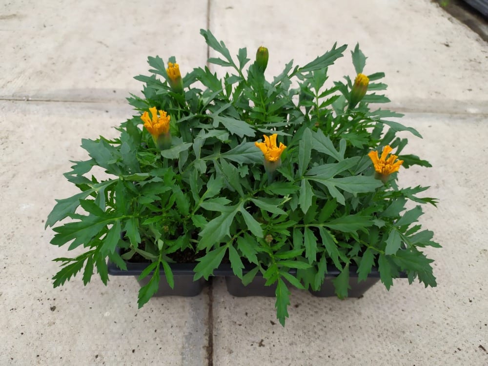 French Marigold 6 Pack Bedding West Midlands Singletons Nurseries
