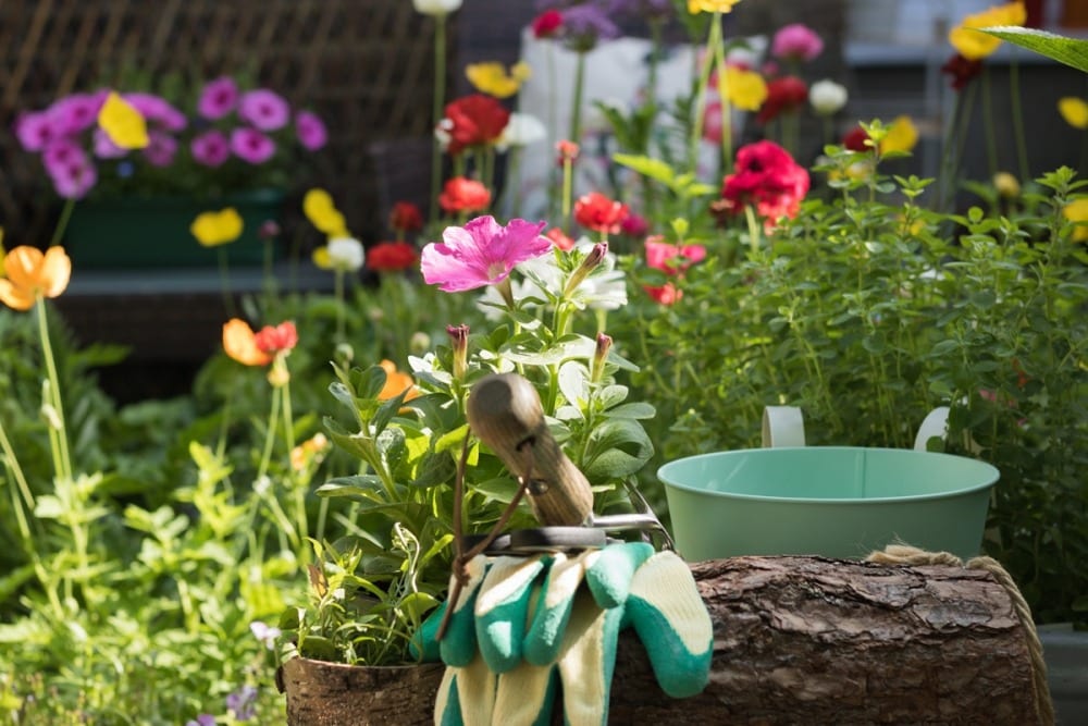 Top Tips for your June Garden