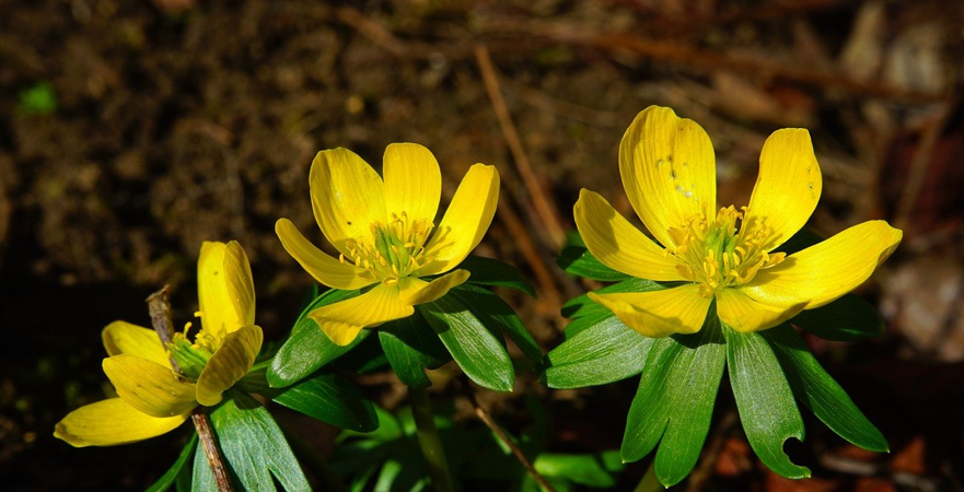 Andrew's Top Tips for your February Gardens