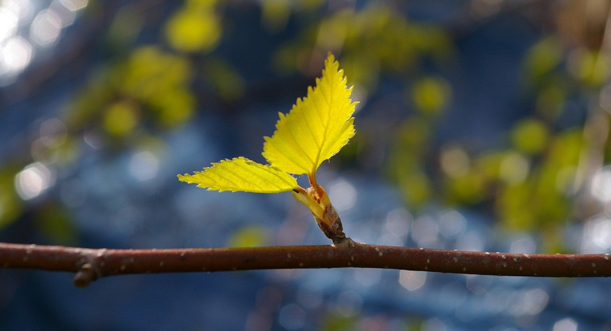 Andrew's Top Tips for your March Garden