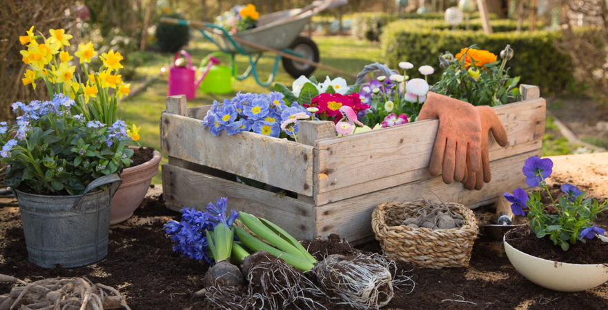 Andrew's Top Tips for your April Garden