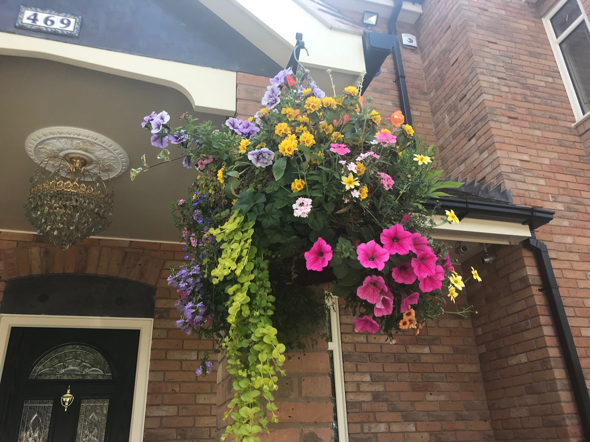 Hanging Baskets Made To Order Singletons Nurseries